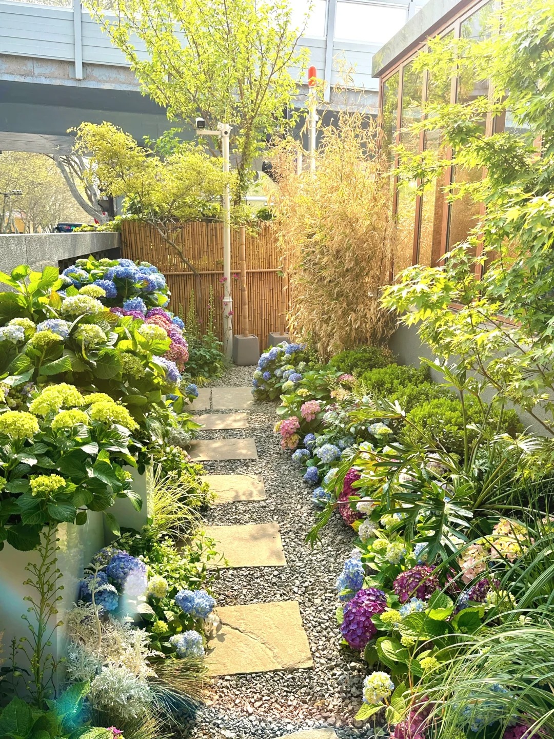 绣球花海