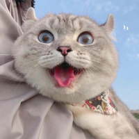 雨后彩虹的编织者