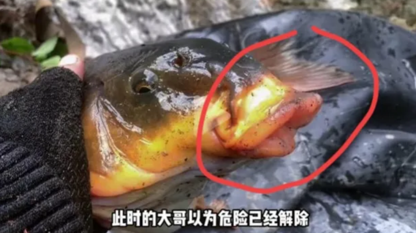 哀牢山的鲤鱼长得都这么怪。
最近一位博主勇闯哀牢山，一座原始森林，非常神秘。
而