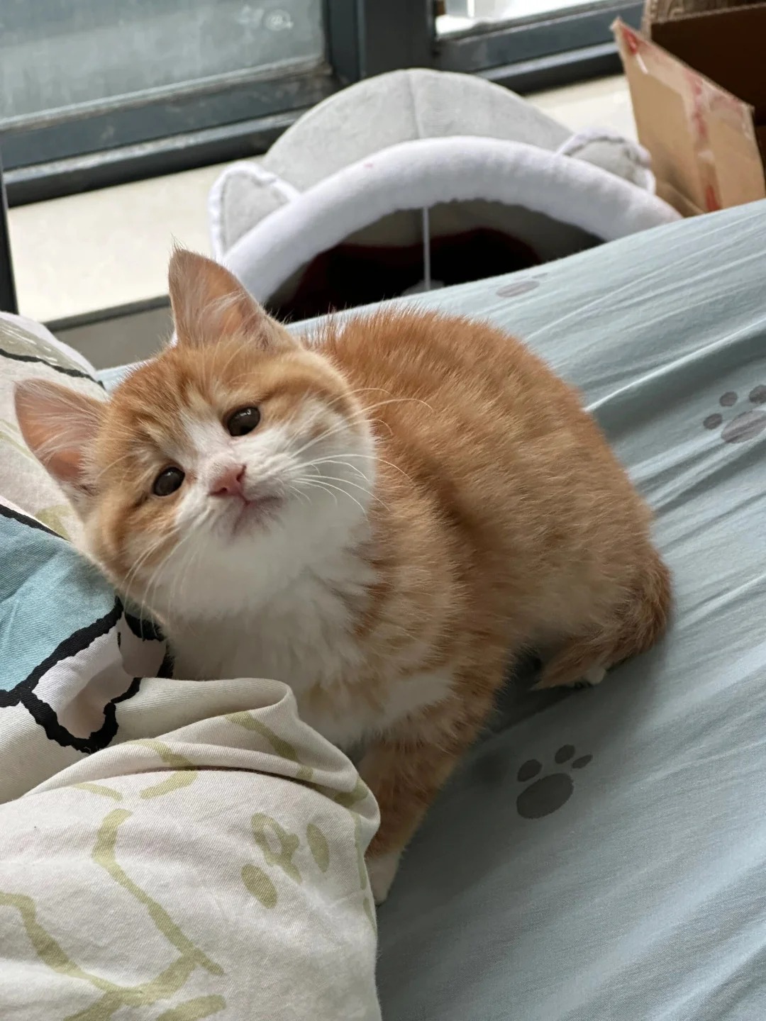 一人说一条养橘猫的坏处来劝退我
想养橘猫的心情达到了顶峰，橘猫真的好机灵可爱，好