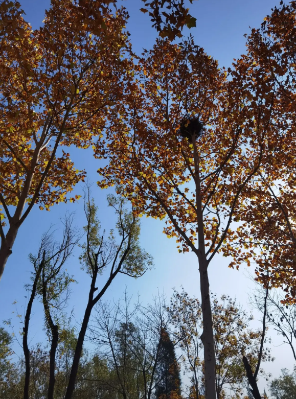 现在小学课程学得太快了，孩子还没有学好就学下一课，像语文一天学一课，学得太快基础