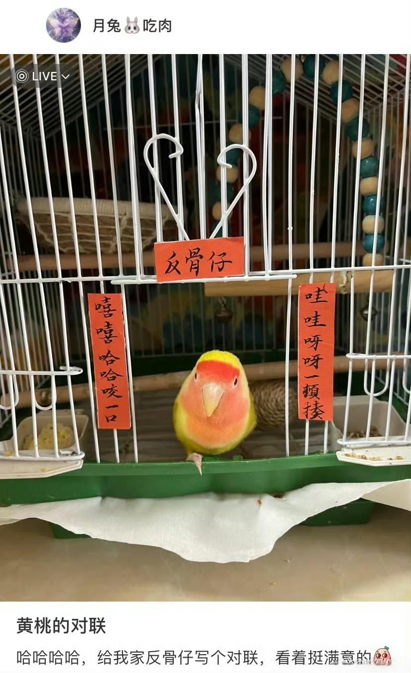 连小鸟也能拥有一幅春联了