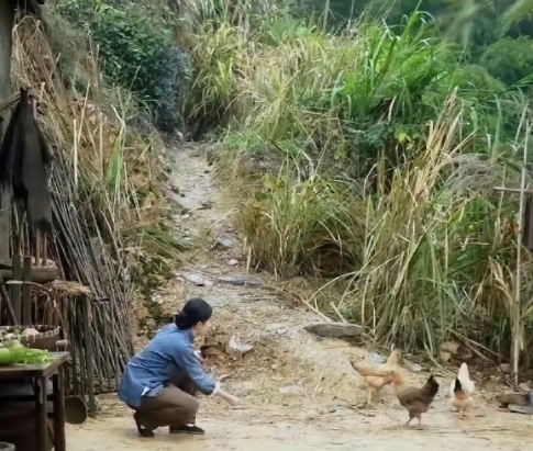 刘亦菲演的农村妇女在喂鸡，这鸡属实是有点难喂￼