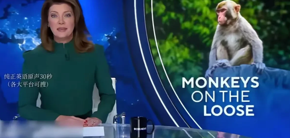 43只“恒河猴”携带病毒出逃仅找回来1只，这7点不得不说：
​1、恒河猴：一听就