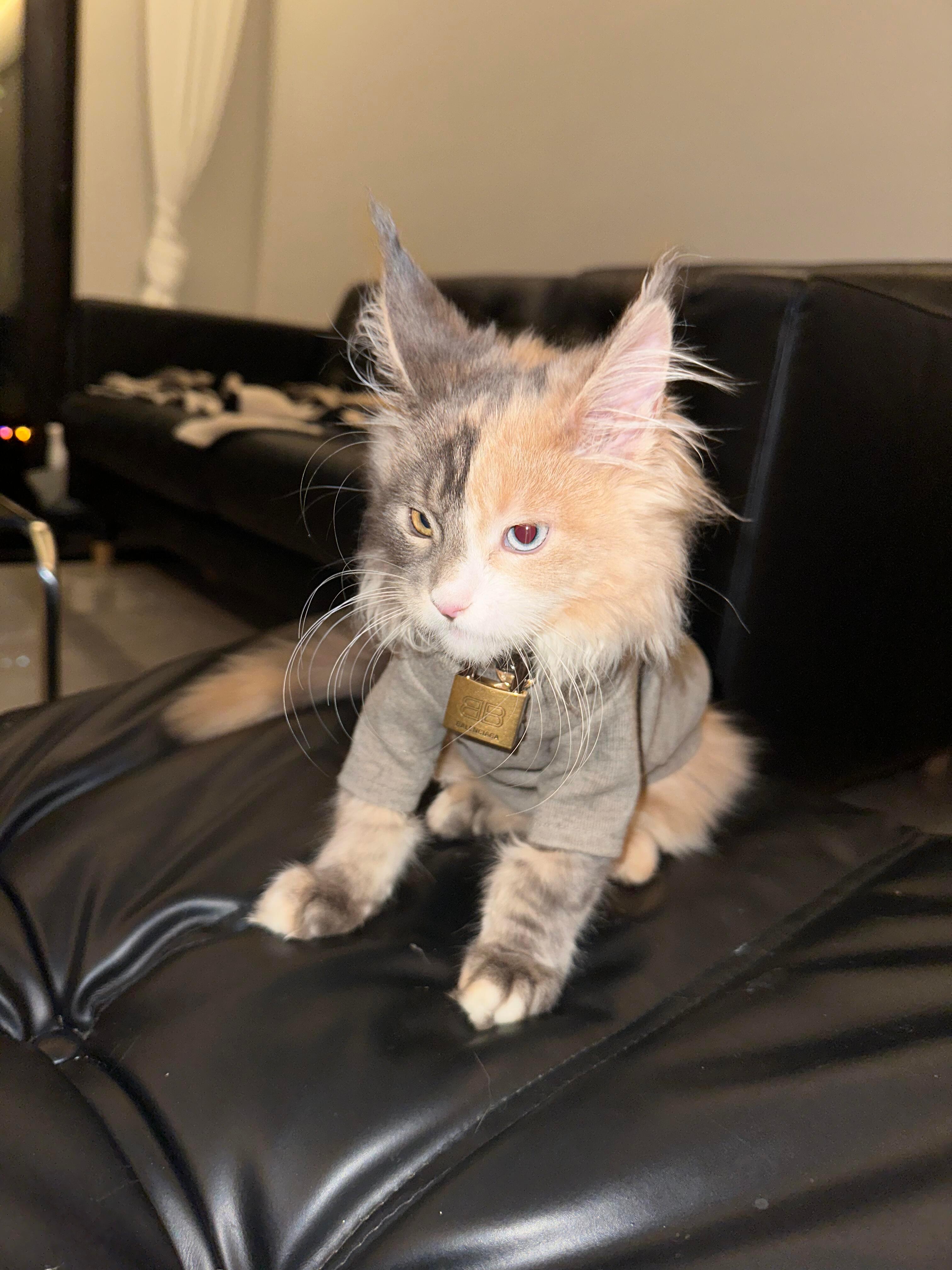 巴黎世家第一位宠物代言猫