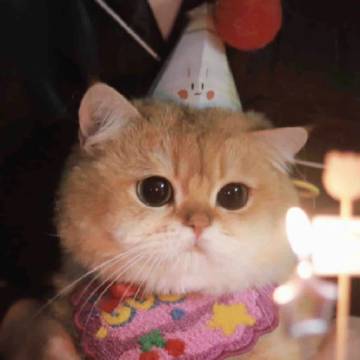 永远爱小猫 ​​​⌯'ㅅ'⌯ ​