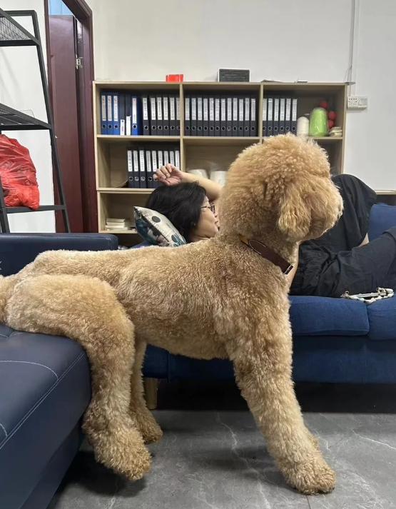 巨贵大熊逐渐人化？太搞笑了！

昨晚一堆娃玩得太激动，怕得它躲在人旁边，然后自己
