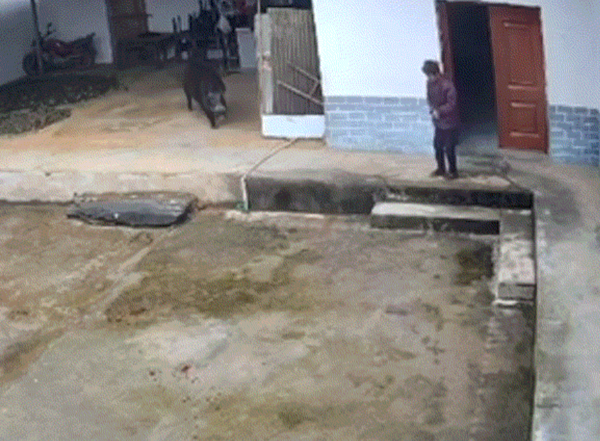 陕西安康，一野猪闯进一户人家对老人发起攻击，最新后续来了