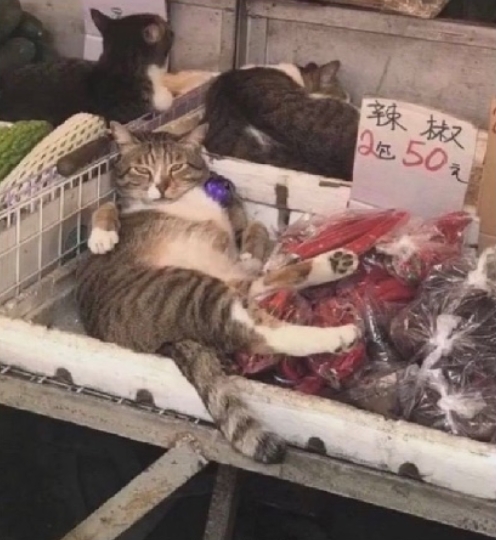 这个猫好像艾莉啊