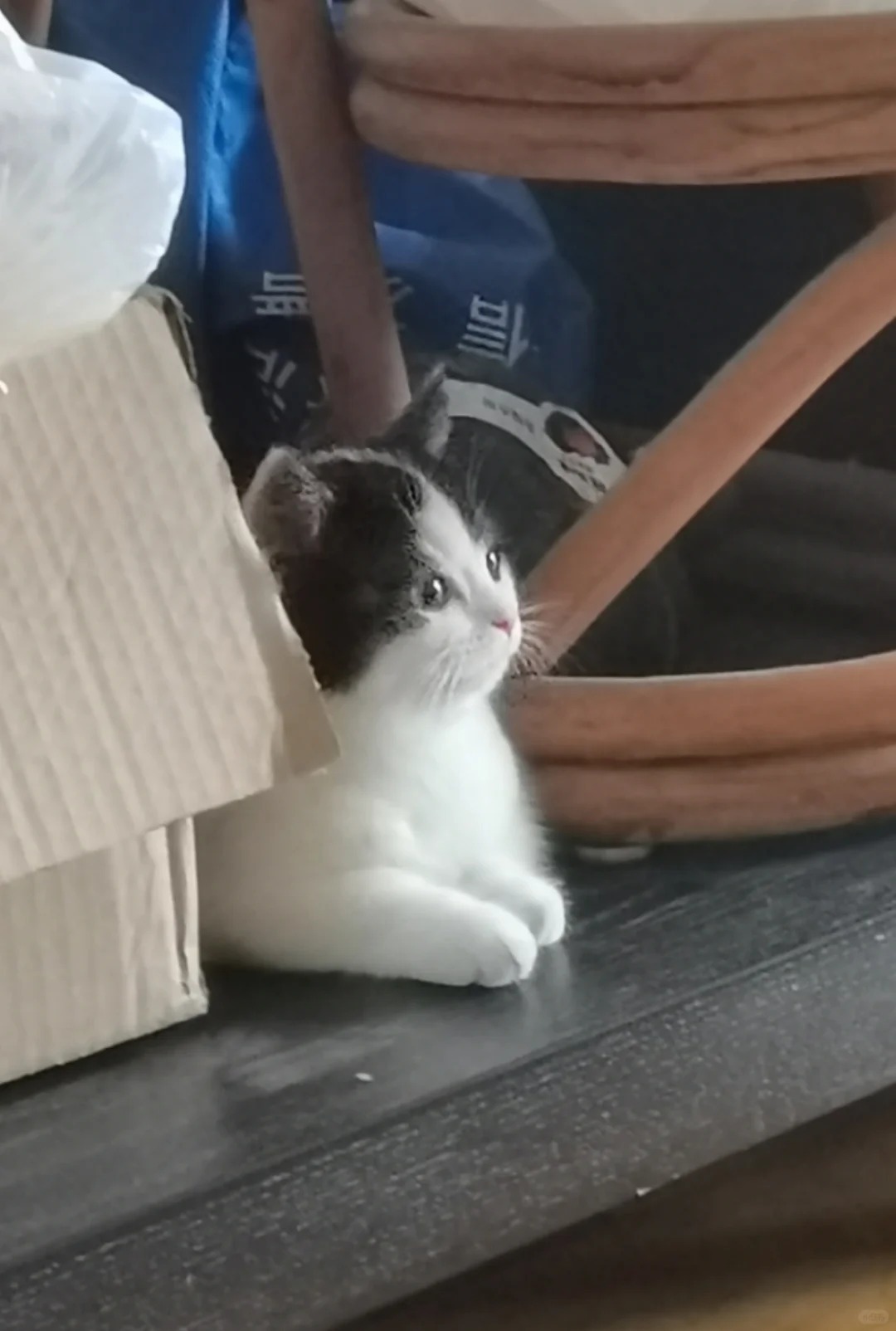 我养大了我的小猫～
两个半月刚来我家，只有一个拖鞋这么大。
现在已经是一位圆滚滚