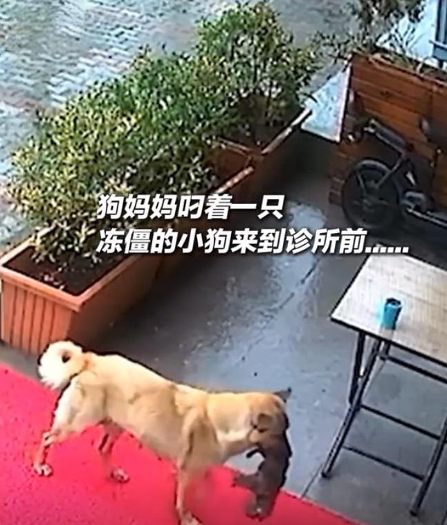 狗妈妈叼冻僵小狗求医

                            