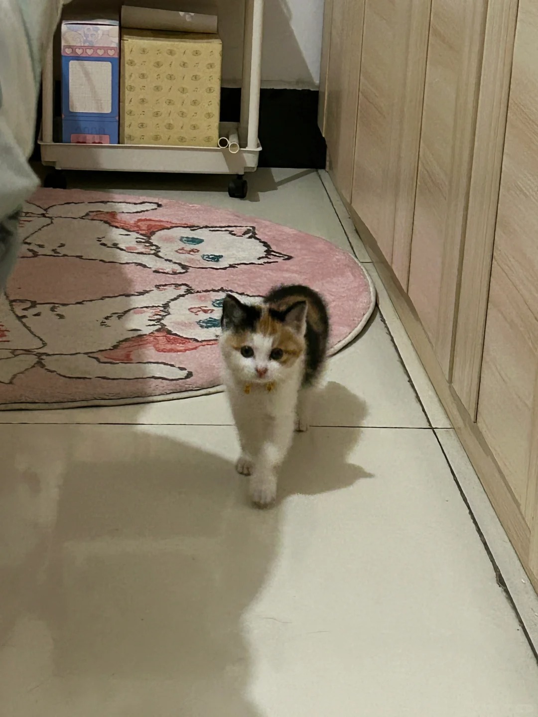 刚到家的小猫穿的是破洞袜
现在我给她买了新的袜子，小时候圆圆鼓鼓的，随时随地大小