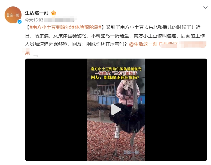 南方小土豆来黑龙江哈尔滨的一处鸵鸟养殖基地游玩，其中有一个项目是骑鸵鸟，骑上后结