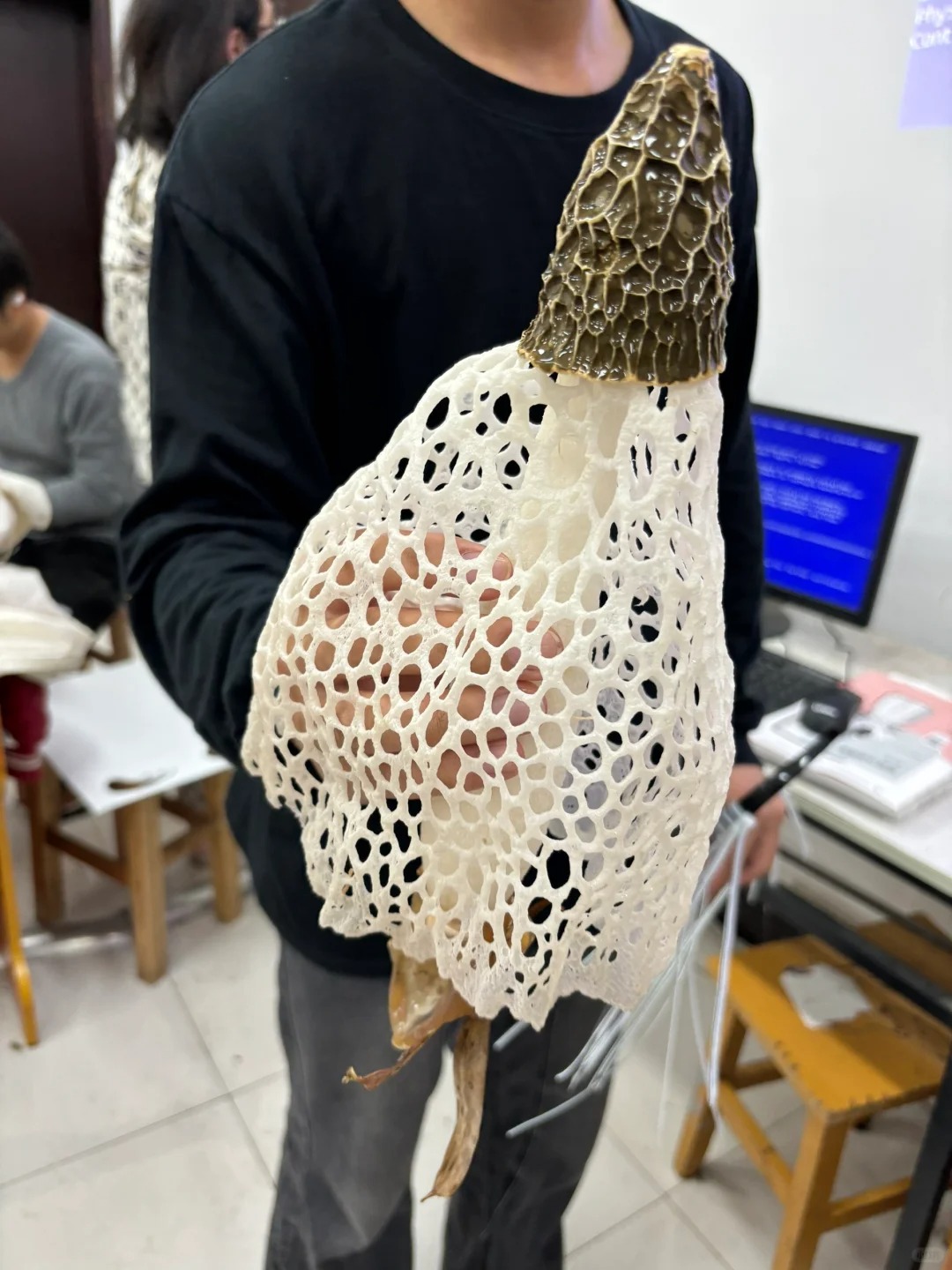 奇臭无比，奇奇怪怪的菌子
学生在校园捡的菌子，奇臭无比，到底是啥？