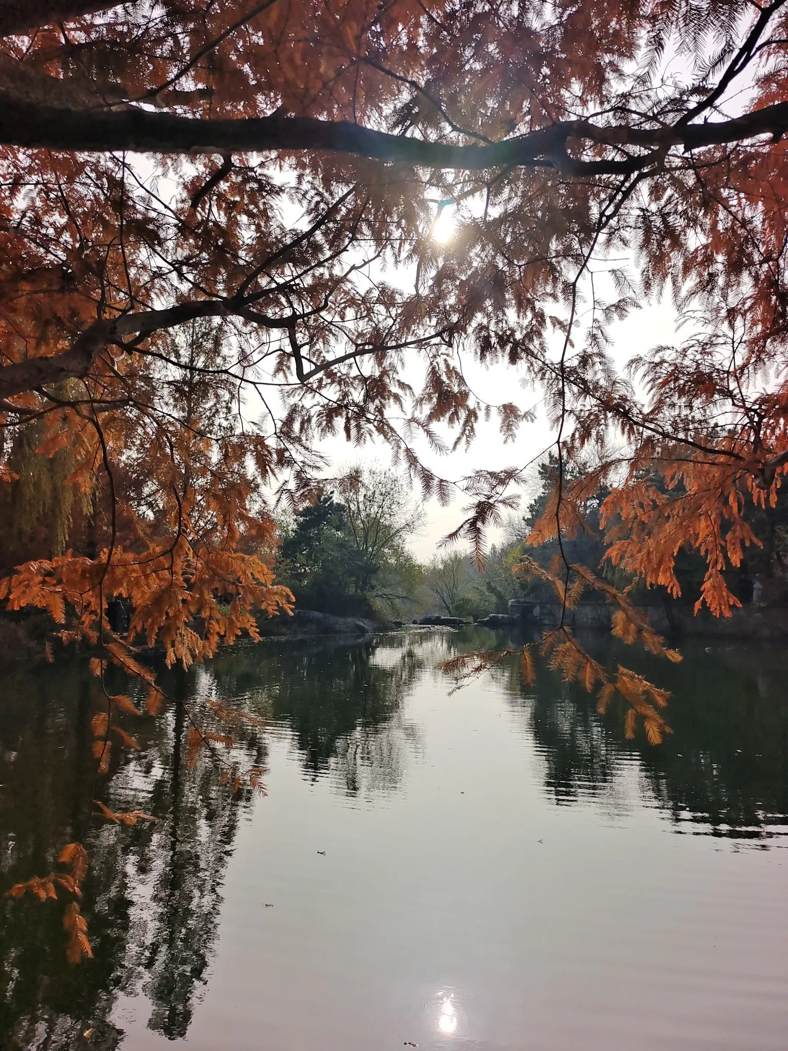 初冬北京国家植物园的水杉林红了天