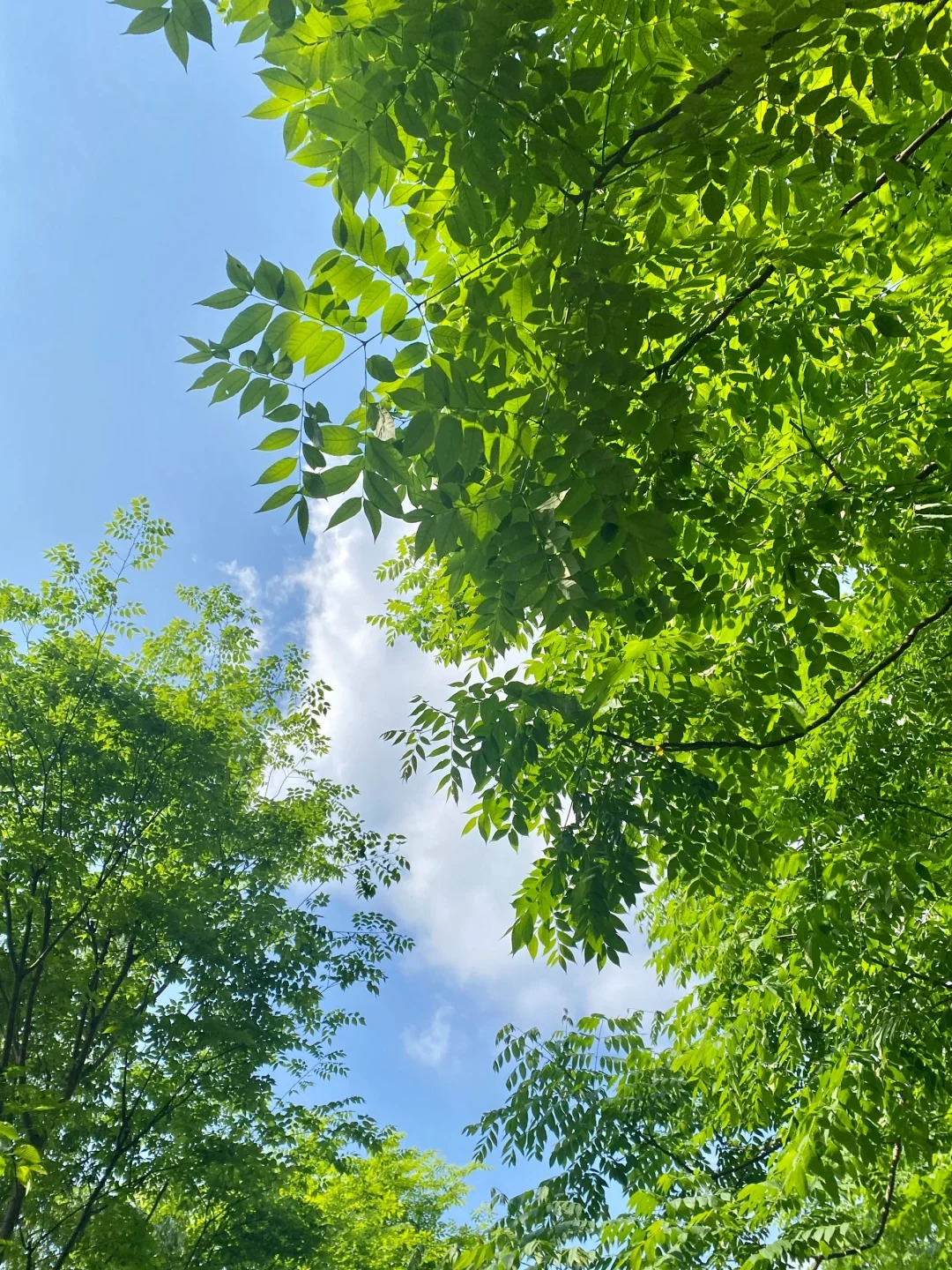 寻找同样喜欢抬头拍树的人