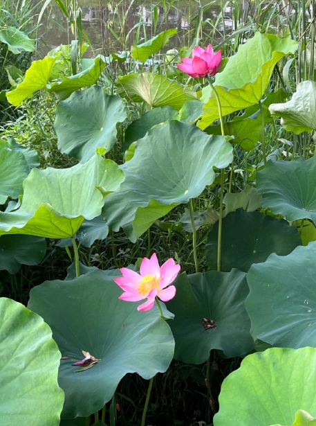 我记得每年儿童节的零花钱家里还是没少我们的，暑假里有提着箱子喊卖冰棒的，每天也会