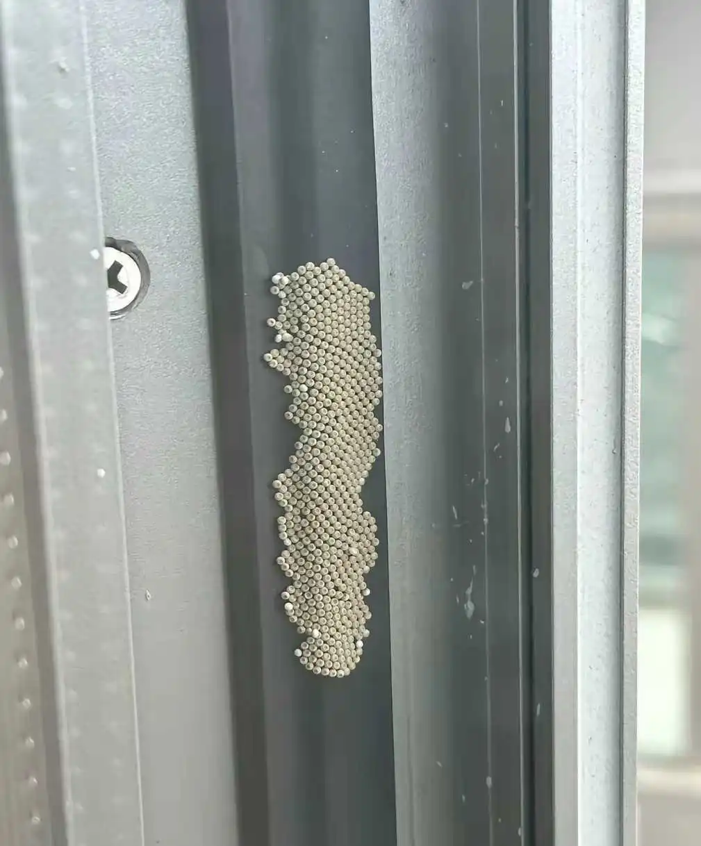 这不会是什么东西的卵吧？
