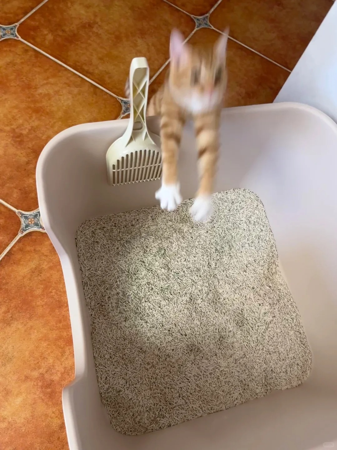 是不是所有猫都爱玩沙子吖
听说猫咪的祖先生活在沙漠，所以猫都爱玩沙子
每次给他们