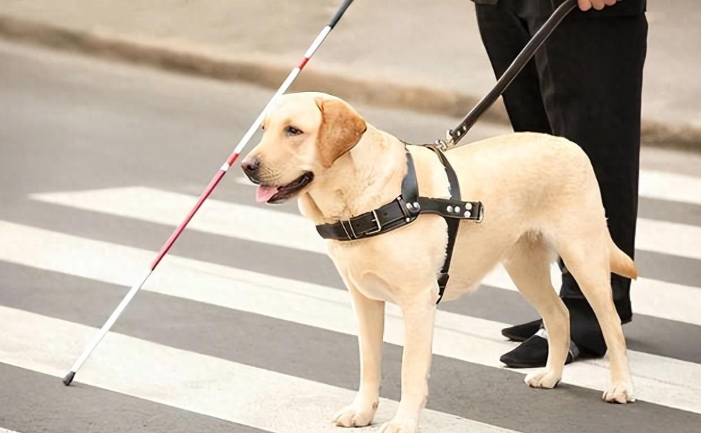 申请导盲犬需要邻居先同意吗？近日，浙江的张先生准备申请导盲犬，却卡在了“邻居同意