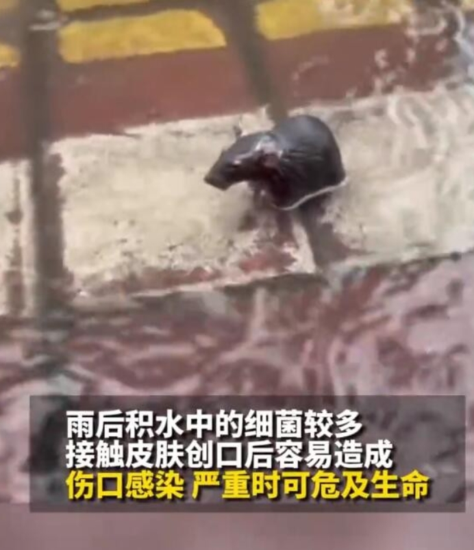 体表有明显创口的人请勿涉水，近日，广东遭遇强降雨后的街道上随机飘过蟑螂、老鼠、乱