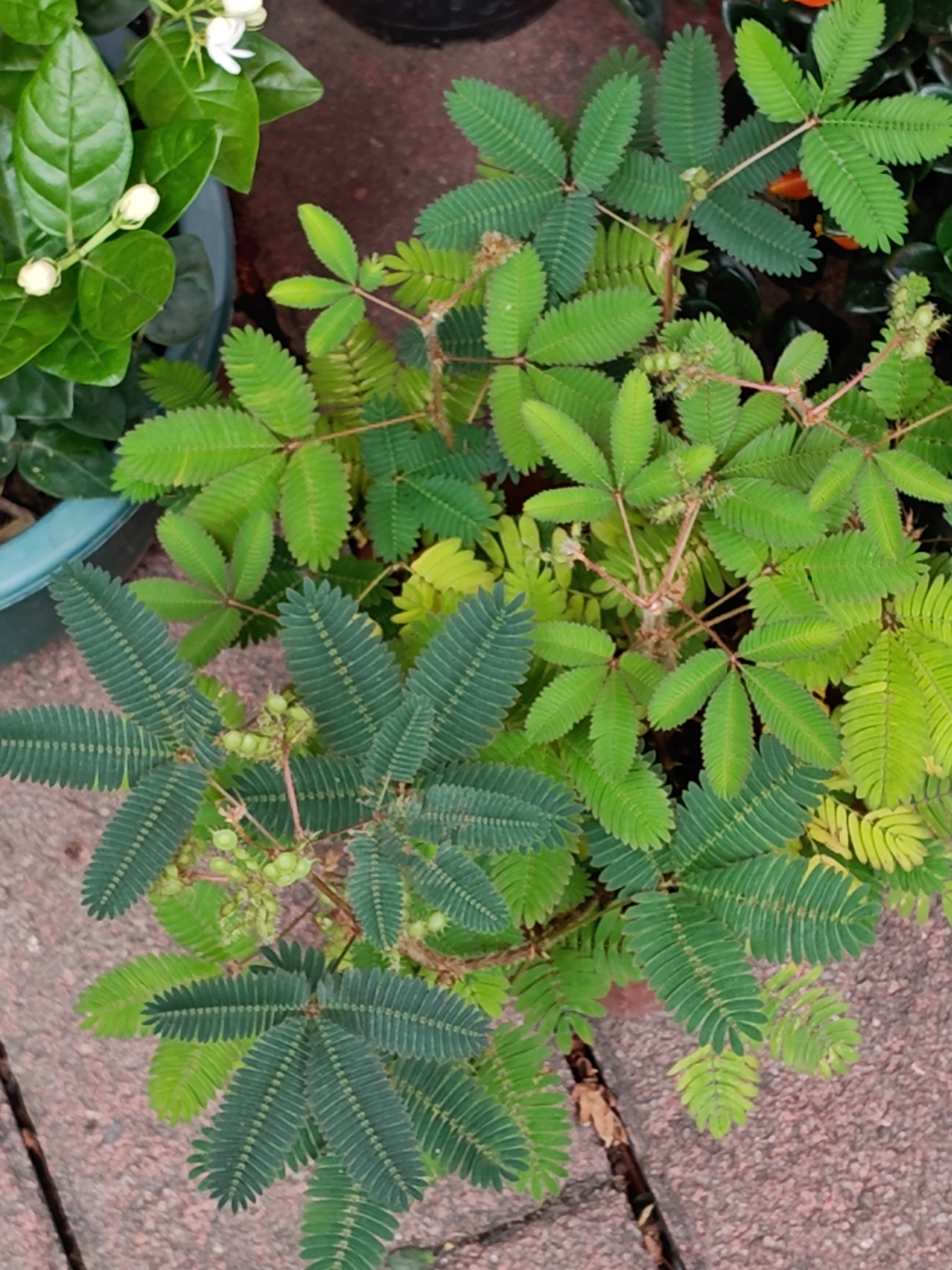 城里有含羞草卖，还有葡萄、香茅和柠檬。含羞草我们叫失礼草，开起花来，其实很好看的