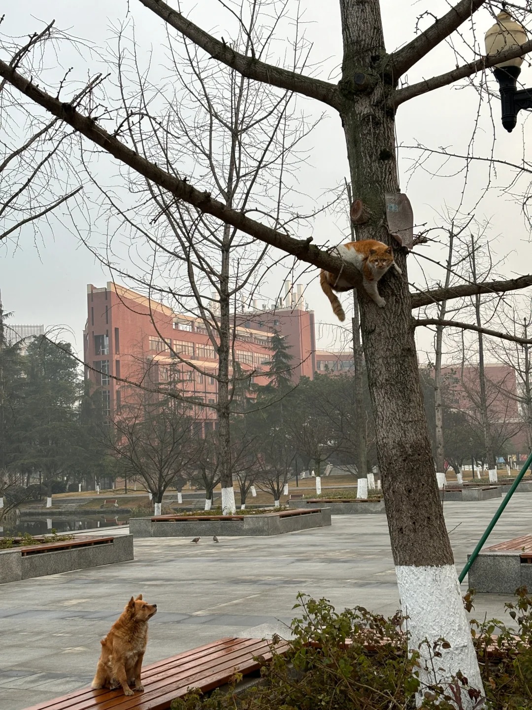 成都大学
成都大学春天夏天的超绝景色！欢迎报考哟～有问题随时滴滴～#成都大学 #
