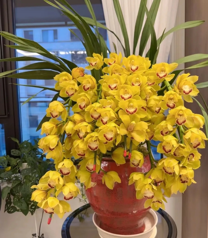 婆婆昨天逛花卉市场去买花。买了一盆这种黄色的花回来，说实话我有点不理解，快过年了