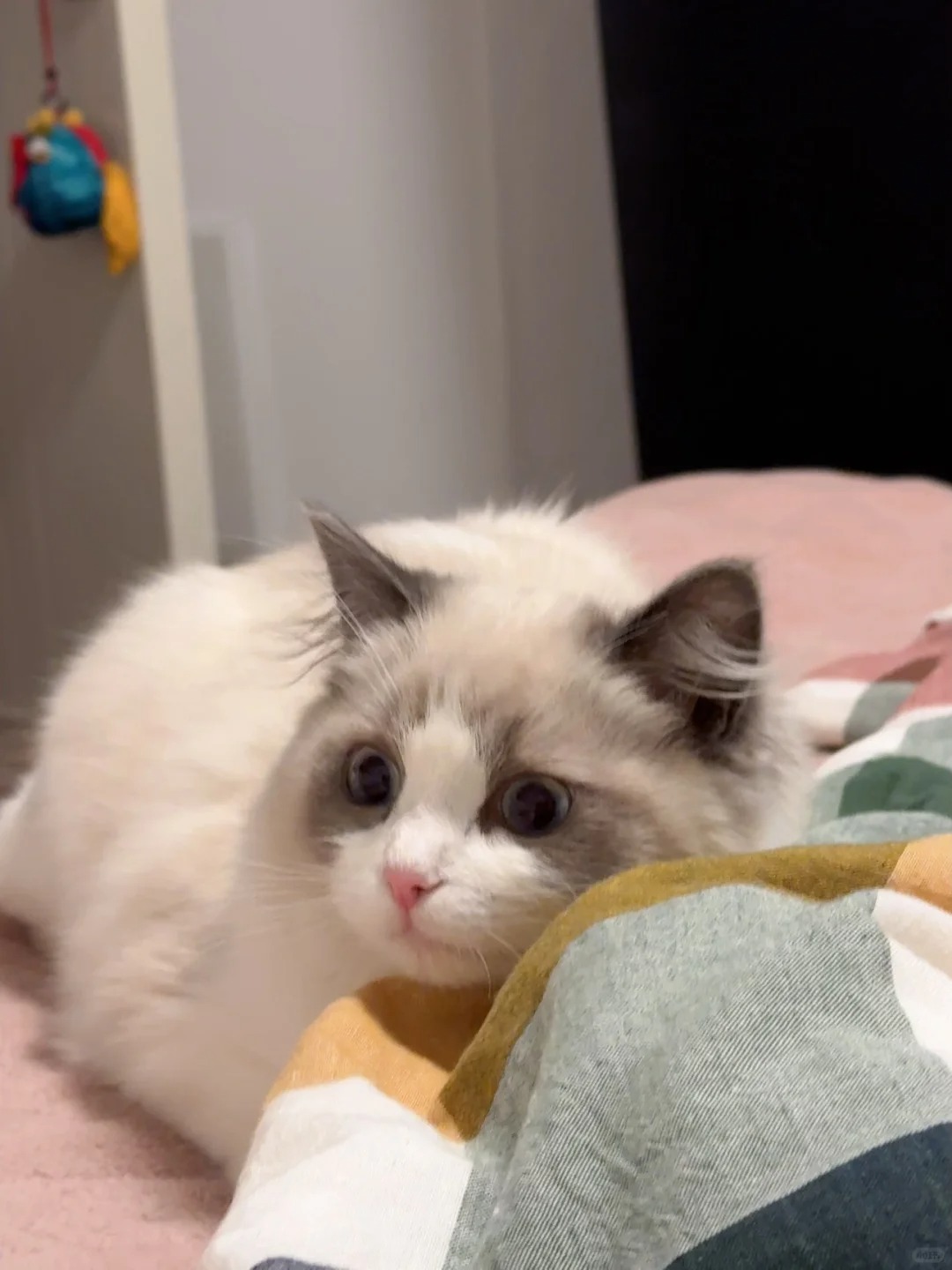 想看大家的布偶猫！
你好可爱！！🥰