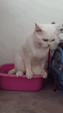 主人：可不可以买个大点的猫砂盆？