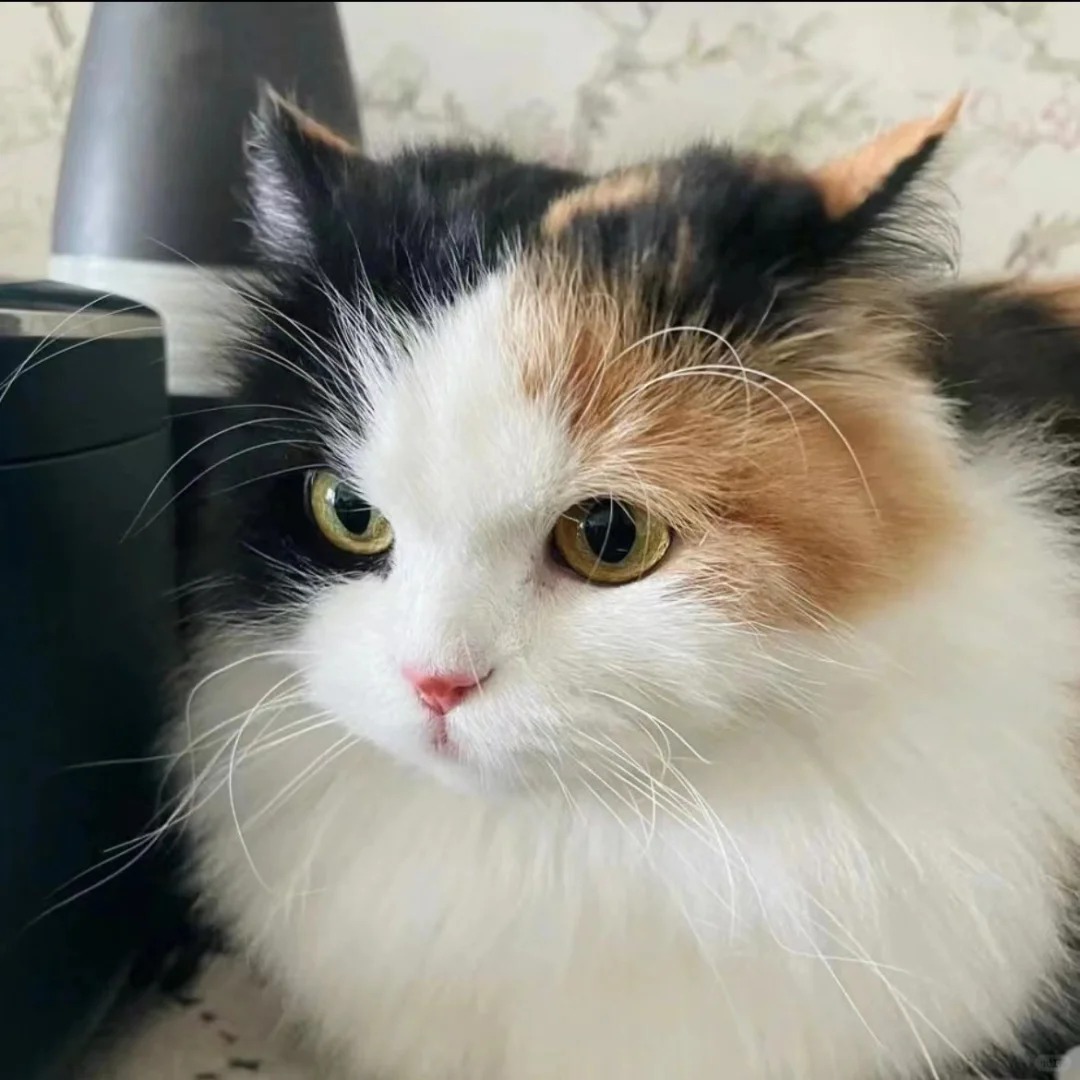 三花真的都是大美女吗？
不愧是猫中美女，就没见过丑的三花
不光猫猫觉得三花漂亮，