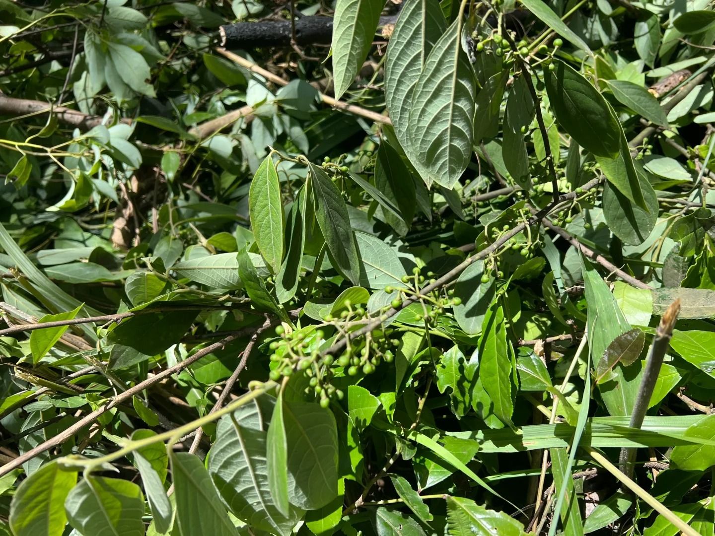 主城南岸区这些菌这的不想捡也不想吃
我想要大脚菇和鸡纵