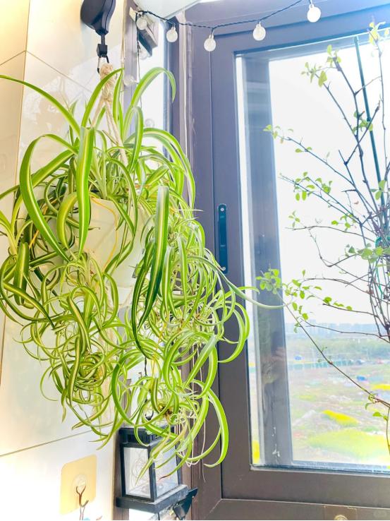种花最容易“招惹”的病虫害有哪些
