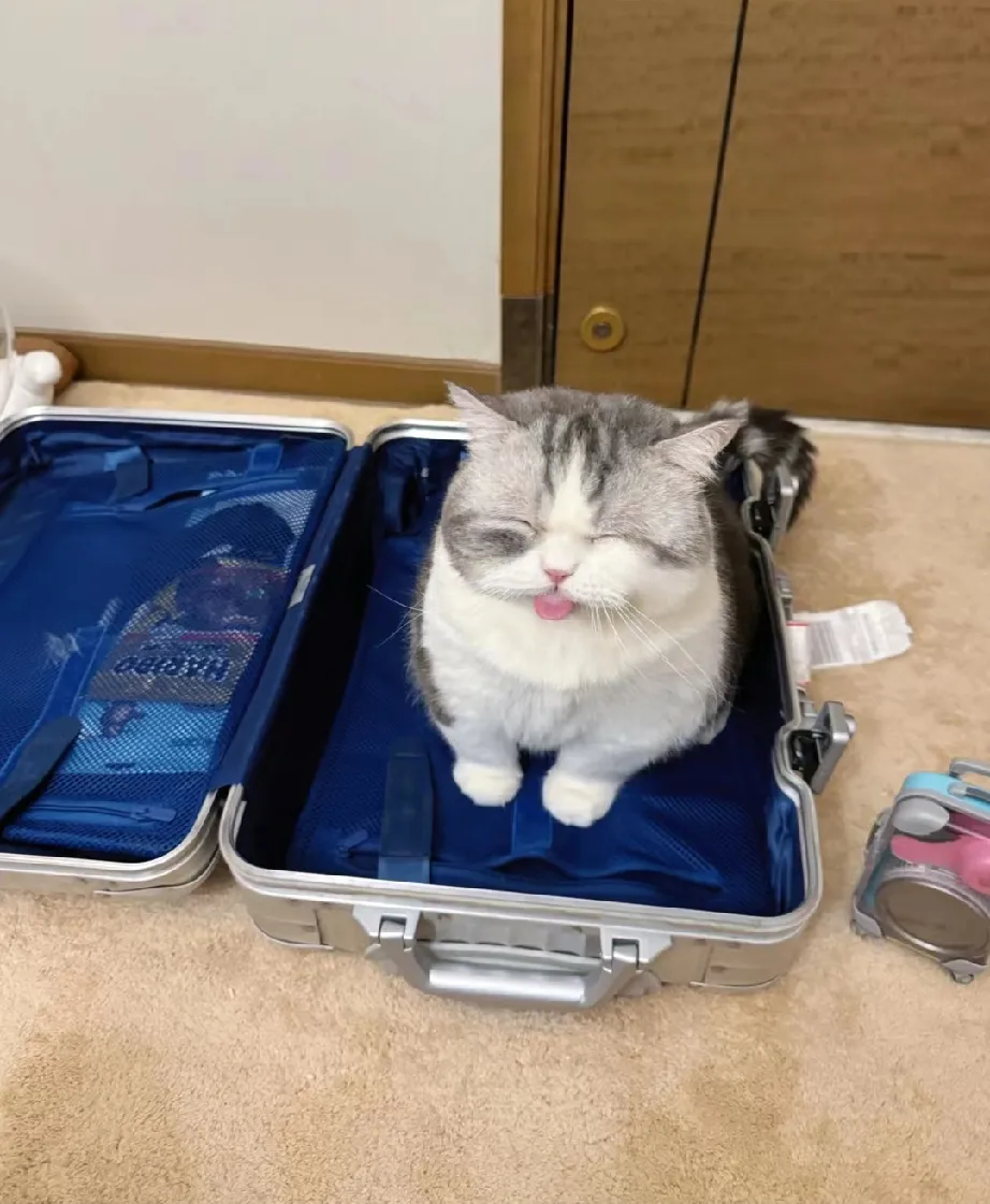 在我行李箱里做鬼脸