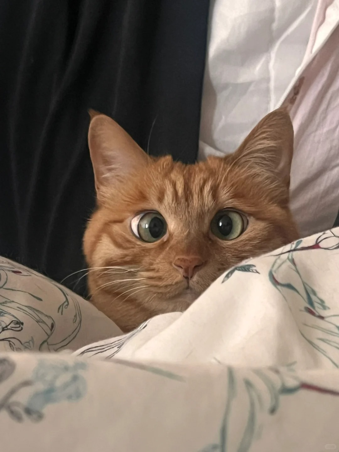 古德猫宁！
送上被窝猫一枚