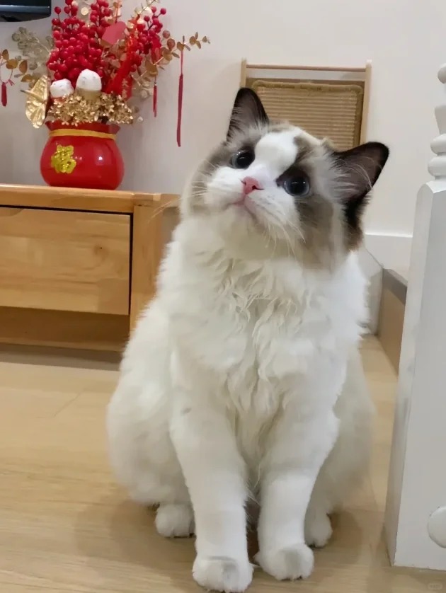 能不能让我对布偶死心。。。
为什么布偶会这么好看啊，真的太漂亮了，因为它毛发不好