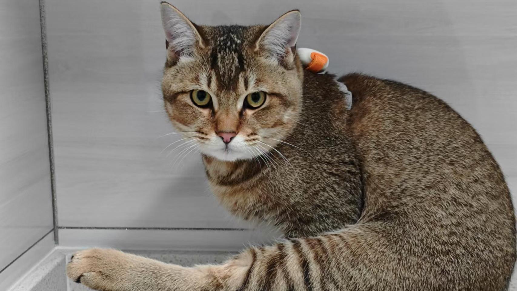 小米有品上新！冉物定位器X1，守着我的富贵我的家