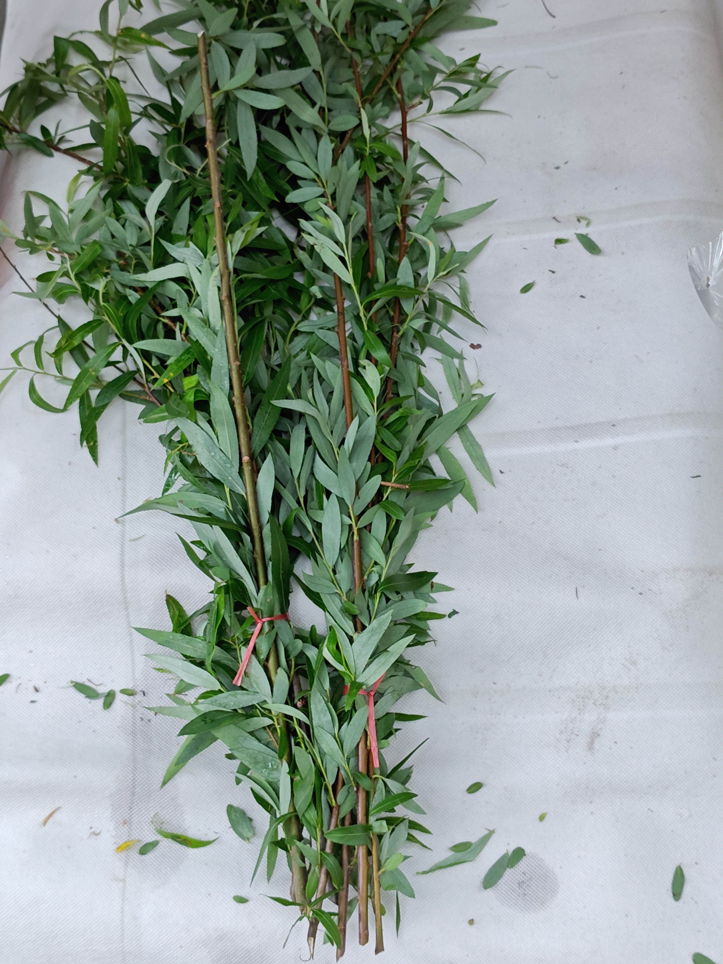 广州，又见清明柳。无心插柳柳成荫，传统认为柳枝有强大生命力和灵性，可驱鬼辟邪，而