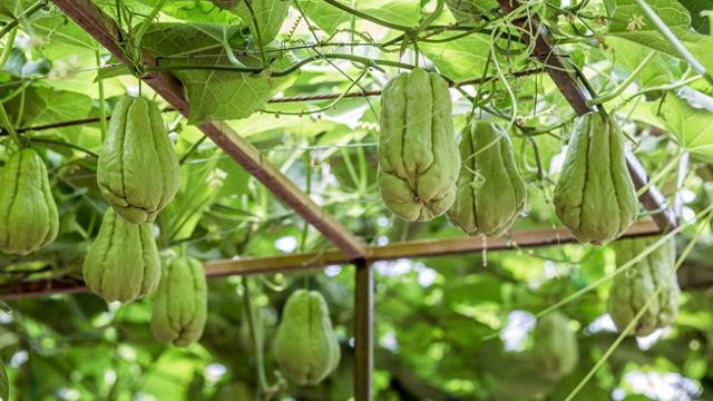 家种佛手瓜，福寿不离家！掌握这8个种植要点，佛手瓜结得挂满架