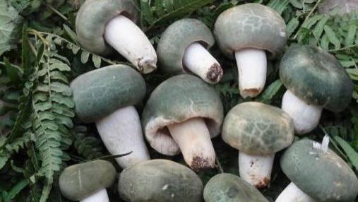 ​100年前的昆明人爱吃菌子吗？他们如何介绍云南菌子