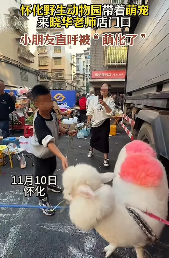 “30元”理发师晓华火出圈后，当地动物园的一波操作让人意外，他们把羊驼、猴子、黑