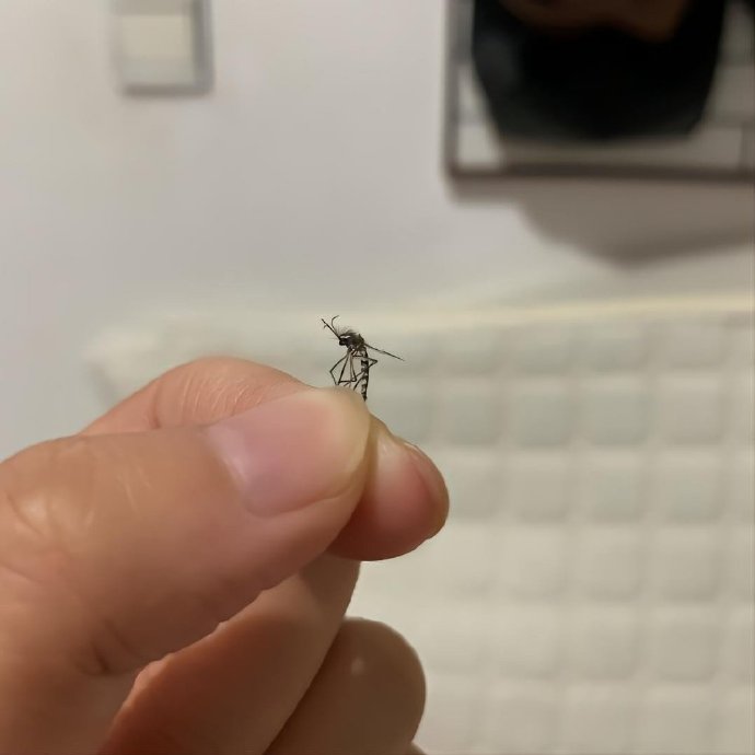 你没有头发不代表蚊子没有 ​​​