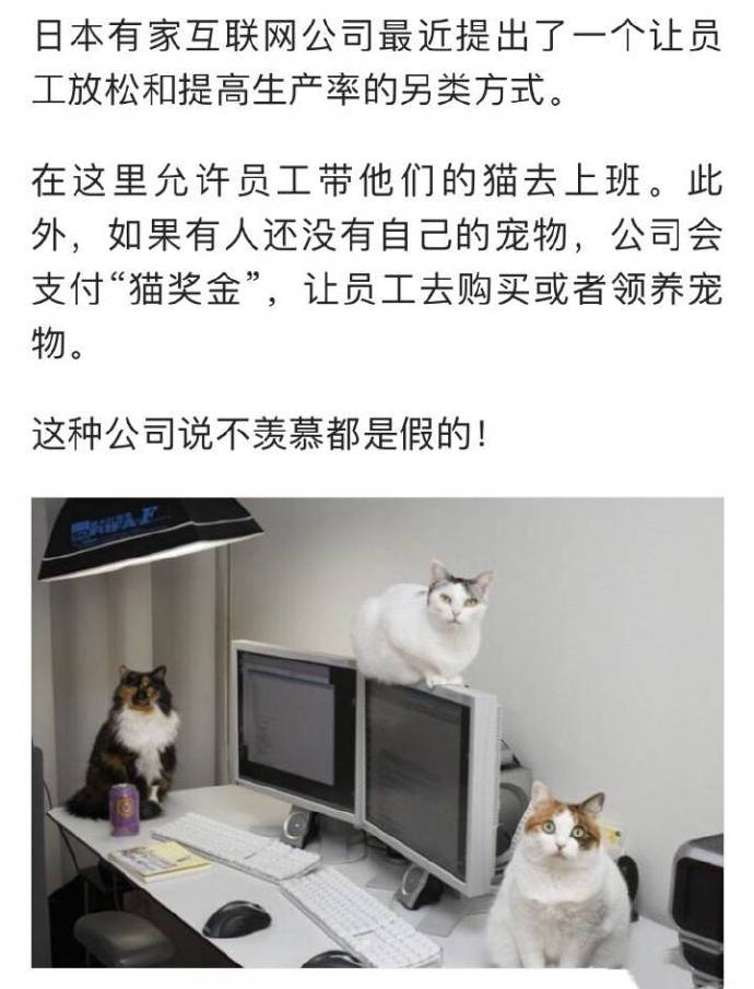 每天扛猫上班