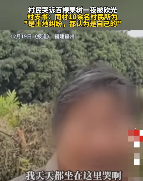 福建福州，大妈一觉醒来发现自己辛苦种了6年的上百棵果树被人全部砍光，心疼不已、以