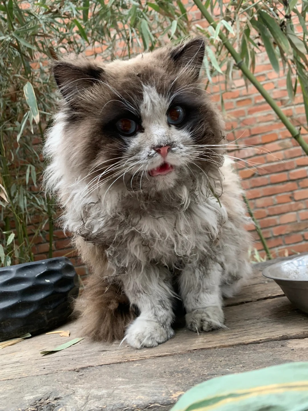 流浪猫的蜕变
大年初八给两只狸花刚做完绝育，医院里看见一只布偶就跟丫头说了一句好