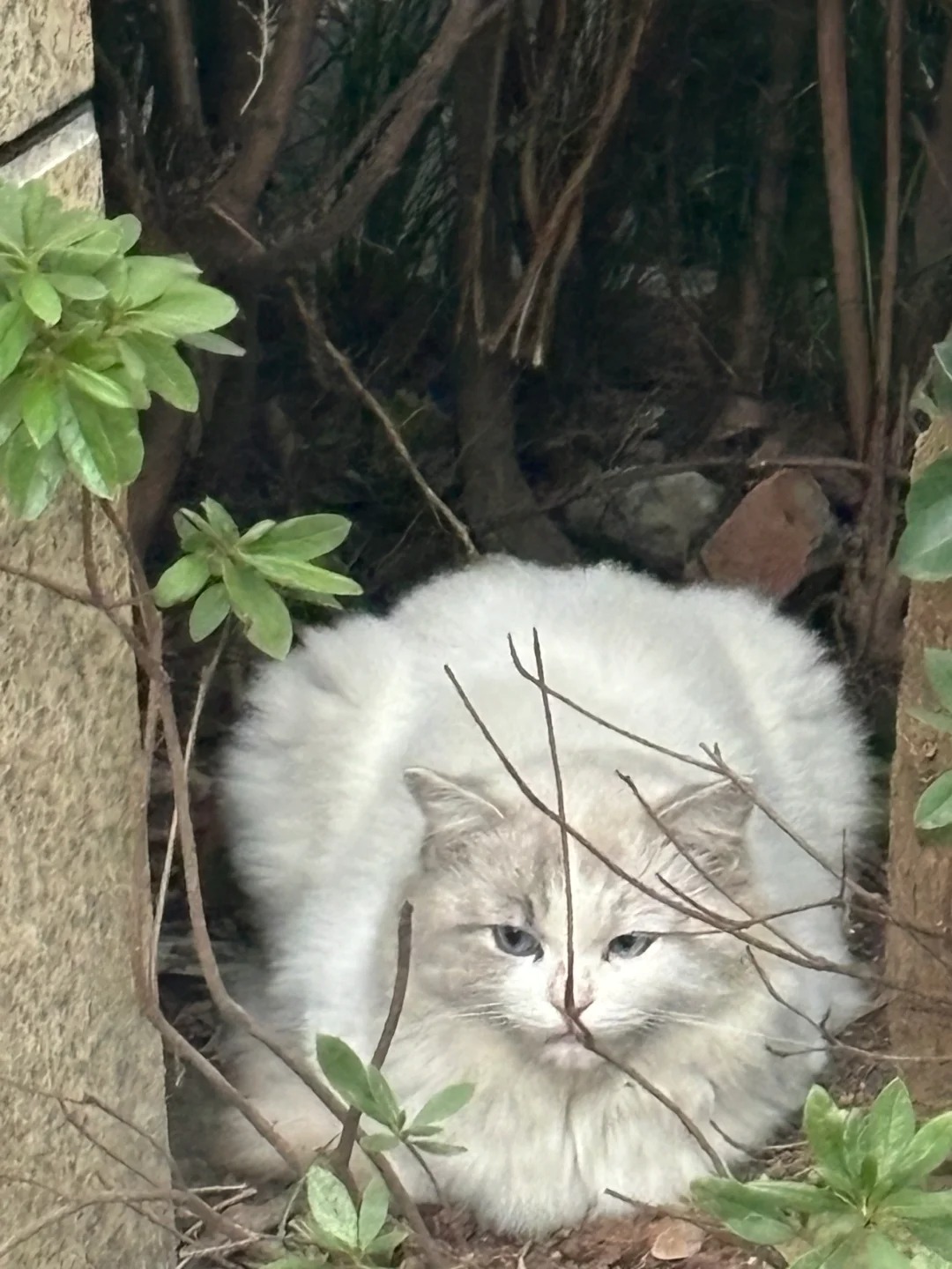 很难受！
小区邻居遗弃的猫，吃了快一年的百家饭，还是孤零零的死在了路边。
明明可