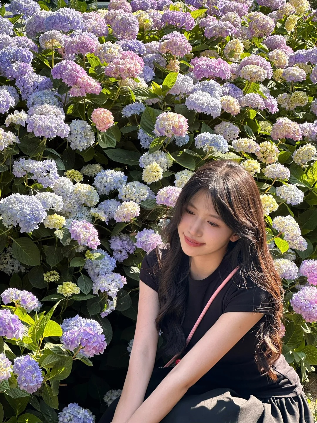 昆明 | 郊野公园的绣球花太美了🎶
🫧
郊野公园的绣球花开了  好美好美！
