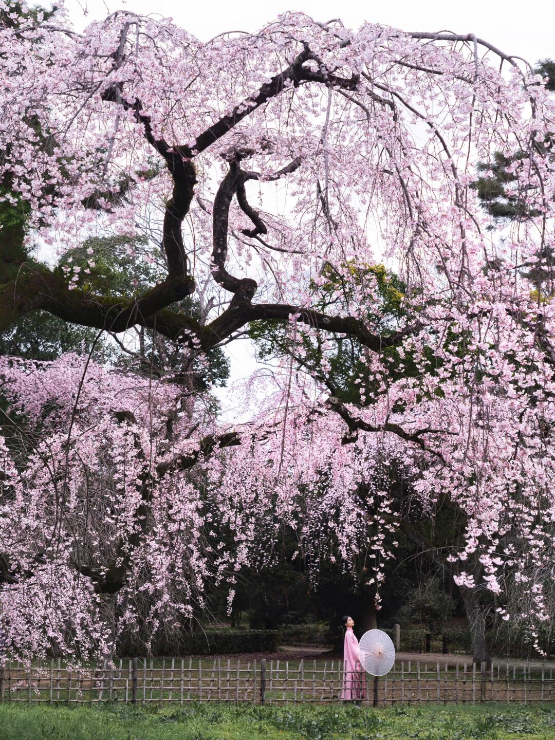 镜头下的春和景明