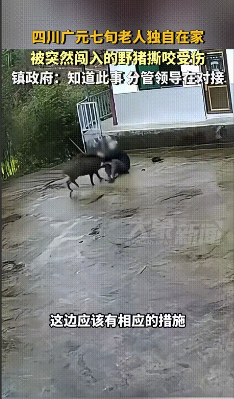 “太吓人了！”四川广元，七旬老人独自在家时，一头野猪突然闯入老人的家中，对老人进