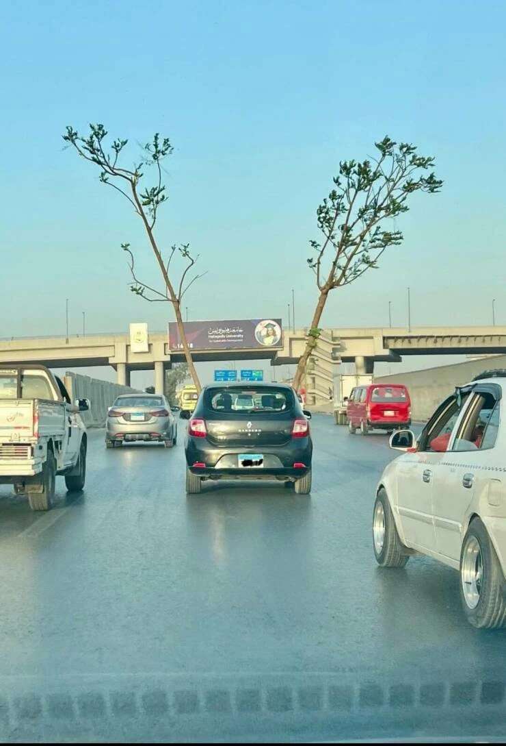 看到两株树苗不错